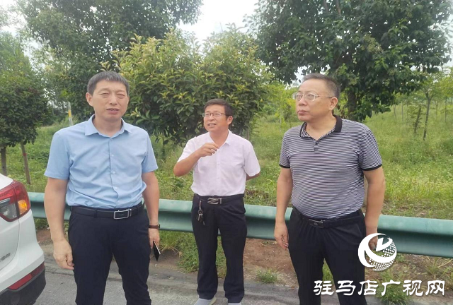 驻马店市林业局调研飞机防治林业有害生物效果