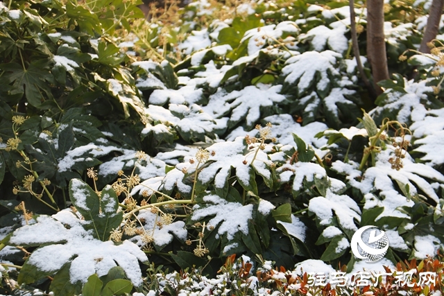 驻马店市区迎来今冬第一场雪