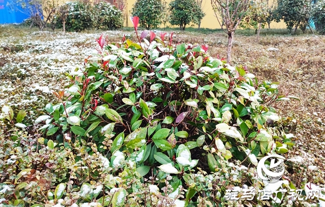 驻马店市区迎来今冬第一场雪