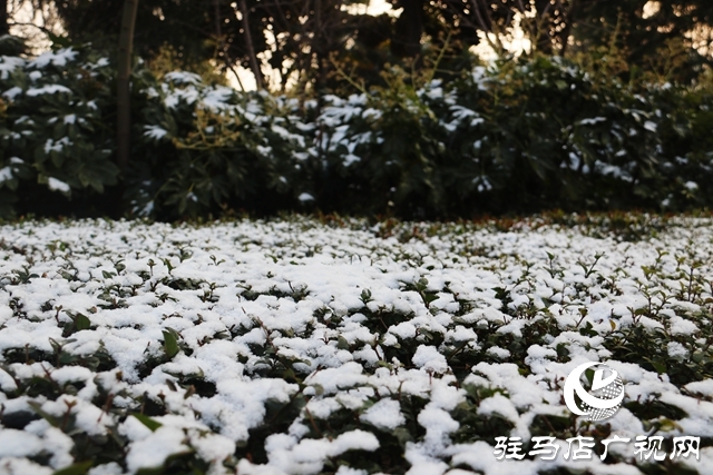 驻马店市区迎来今冬第一场雪