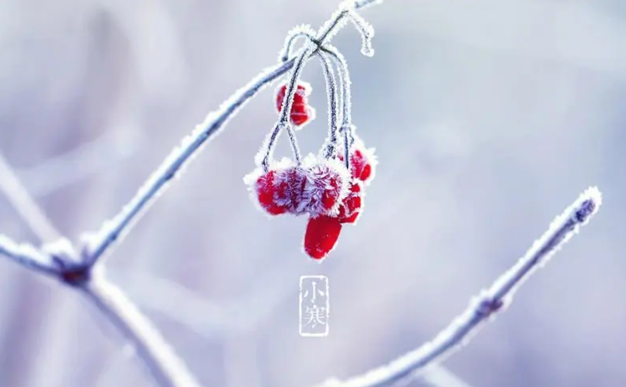 今日小寒｜初心如雪见天地 静候寒去万物生