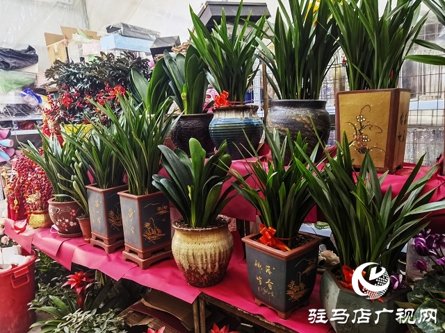 新春走基层丨 驻马店：花卉市场年味浓 姹紫嫣红迎新年