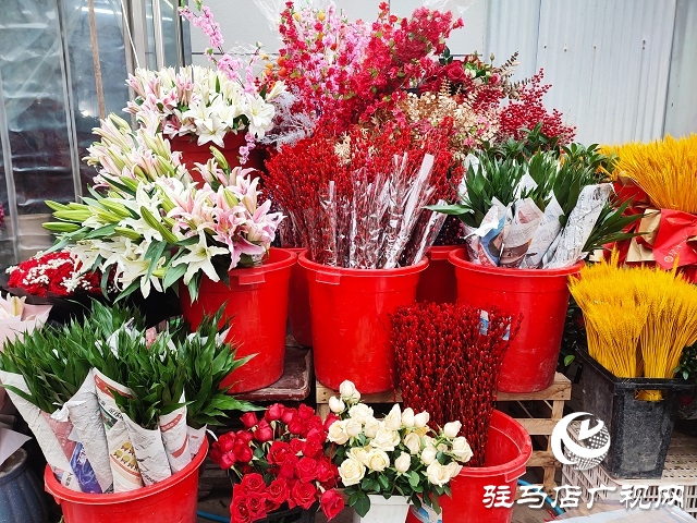 新春走基层丨 驻马店：花卉市场年味浓 姹紫嫣红迎新年