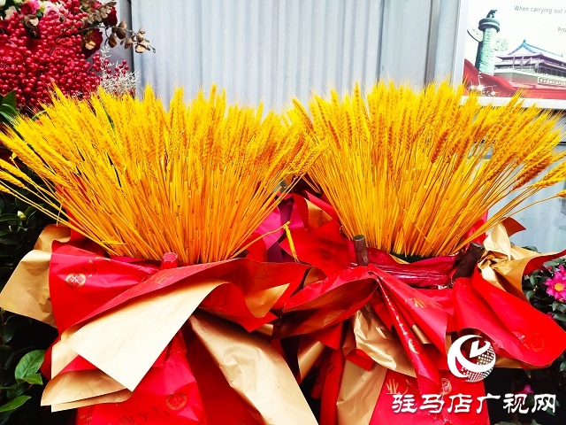 新春走基层丨 驻马店：花卉市场年味浓 姹紫嫣红迎新年