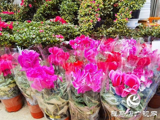 新春走基层丨 驻马店：花卉市场年味浓 姹紫嫣红迎新年