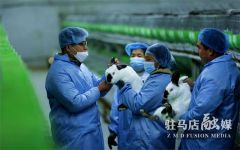 驻马店市驿城区：小白兔成为乡村振兴的“大产业”
