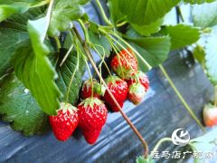 早春草莓红 游客采摘乐趣多