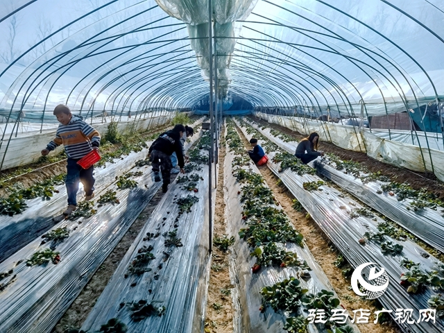 早春草莓红 游客采摘乐趣多