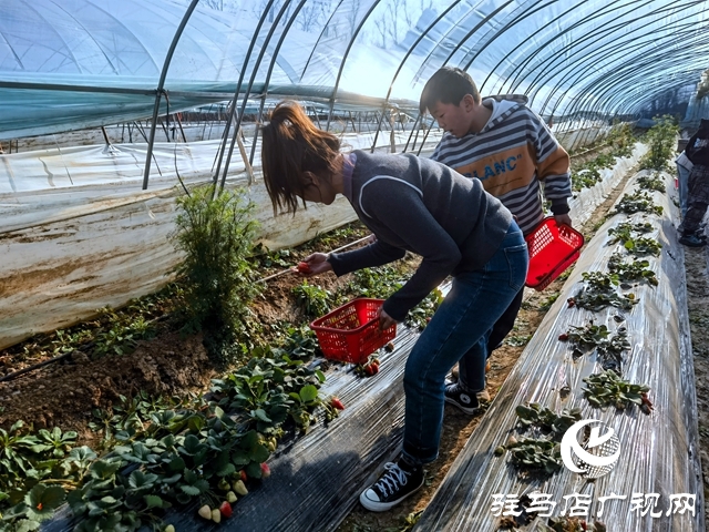 早春草莓红 游客采摘乐趣多