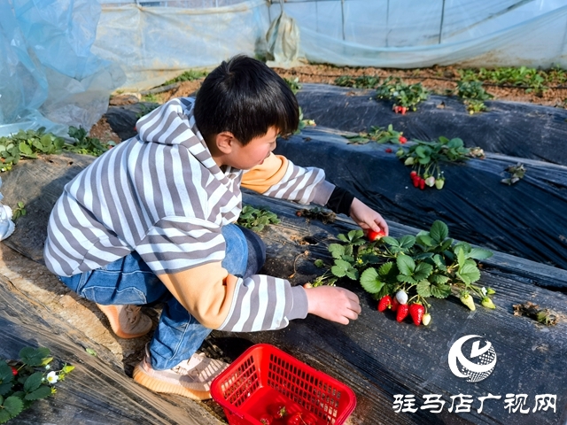 早春草莓红 游客采摘乐趣多