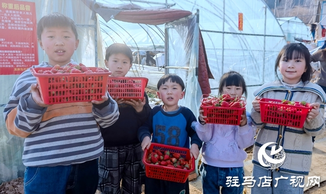 早春草莓红 游客采摘乐趣多