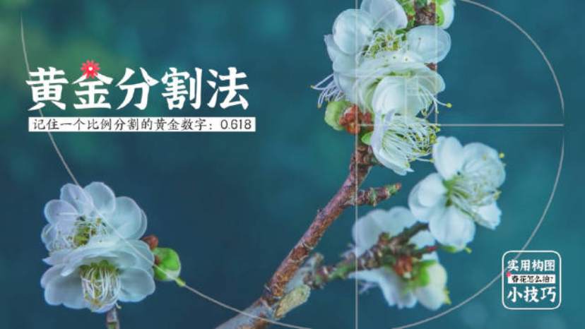 你看到的VS别人拍的！春日赏花拍照攻略