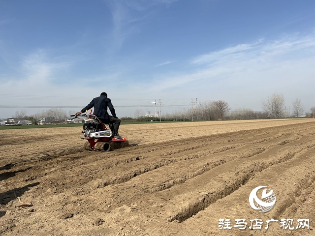 确山：春耕起垄正当时 种植生姜劲头足