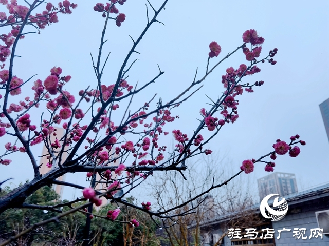 雨落天中 春意绽放