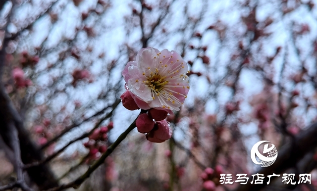 雨落天中 春意绽放