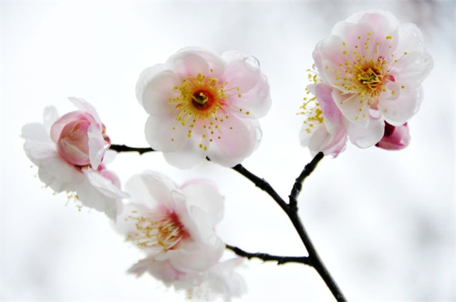 驻马店：乍暖还寒时 梅花次第开