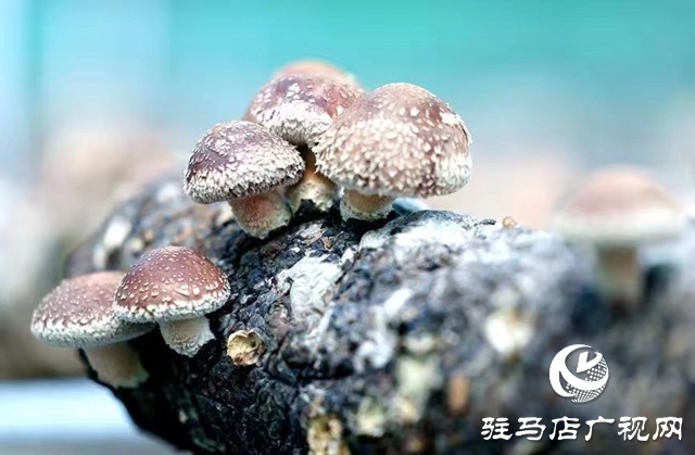 汝南：“雁亭农人”小香菇撑起群众“致富伞”