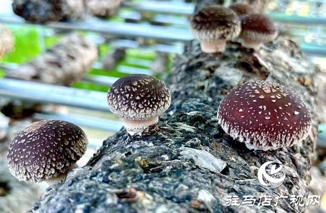汝南：“雁亭农人”小香菇撑起群众“致富伞”