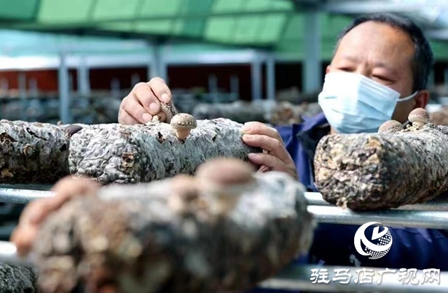 汝南：“雁亭农人”小香菇撑起群众“致富伞”