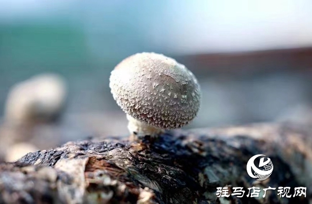 汝南：“雁亭农人”小香菇撑起群众“致富伞”
