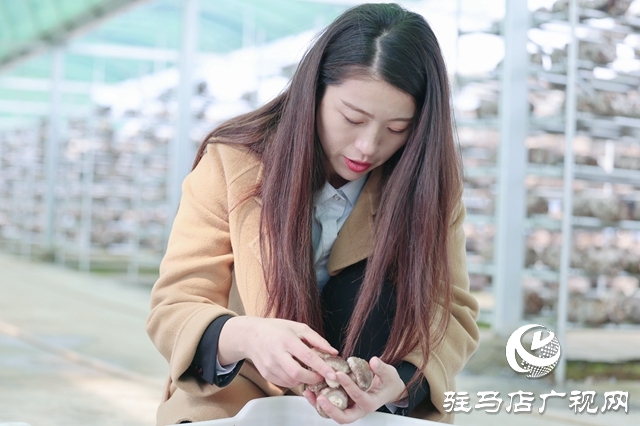 汝南：“雁亭农人”小香菇撑起群众“致富伞”