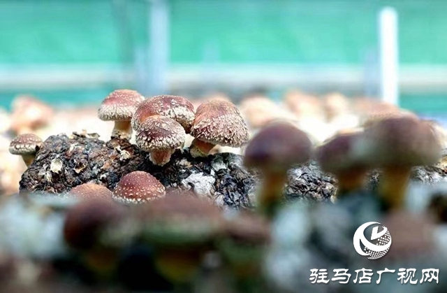 汝南：“雁亭农人”小香菇撑起群众“致富伞”