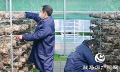 驻马店汝南：“雁亭农人”小香菇撑起群众“致富伞”