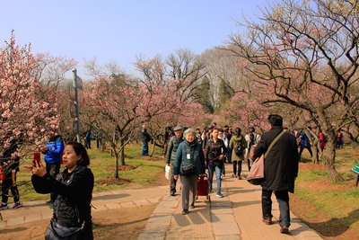 春季踏青警惕花粉皮炎