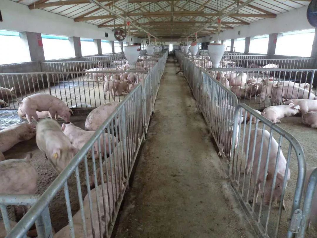 2023年第一批中央储备猪肉收储完成7100吨
