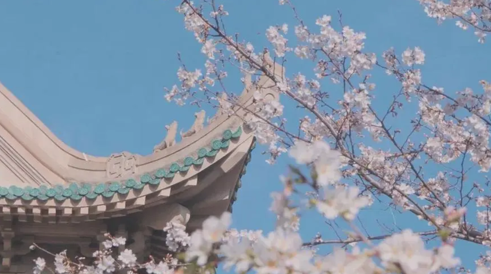 报！武汉大学早樱开了