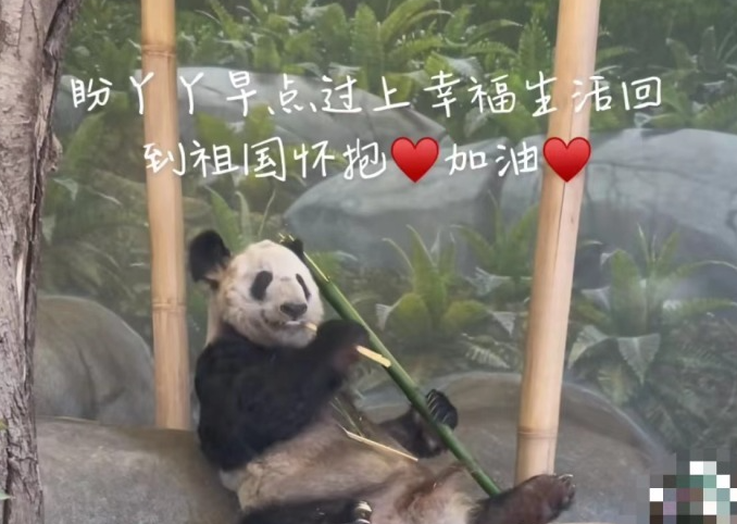北京动物园：已做好准备迎接大熊猫丫丫