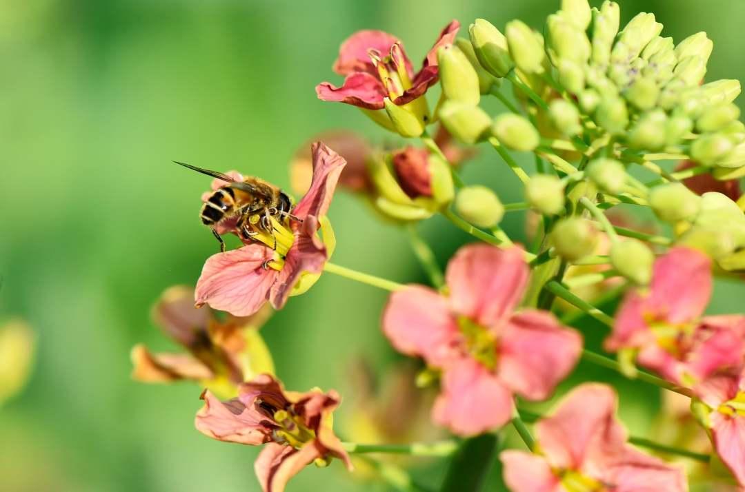 美不胜收！重庆彩色油菜花海美如画