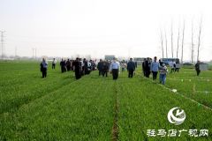 河南省麦田恶性杂草防控技术培训暨现场观摩活动在驻马店举行