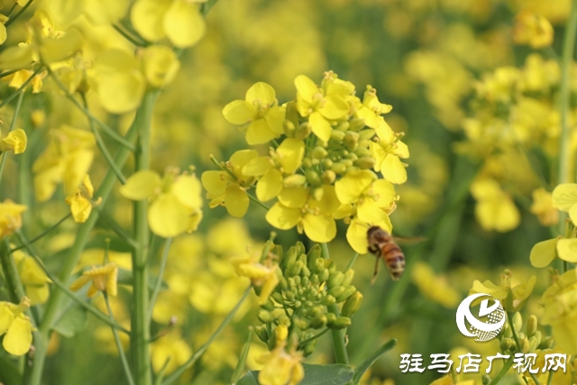 驻马店：油菜花开满地黄 丛间蝶舞蜜蜂忙