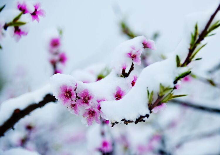 “桃花雪”后打响“夏粮保卫战”农业农村部组派专家分赴主产区指导春季田管