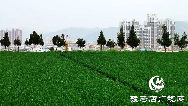 驻马店：春分麦起身 肥水要紧跟