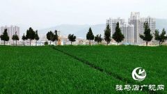 驻马店：​春分麦起身 肥水要紧跟