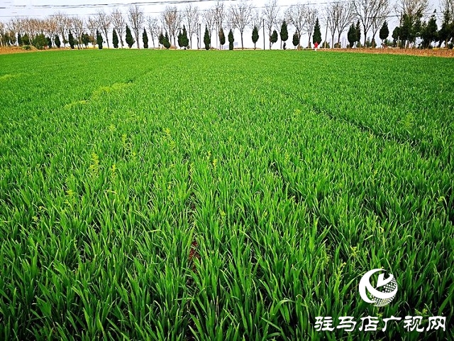 驻马店：春分麦起身 肥水要紧跟