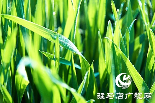 驻马店：春分麦起身 肥水要紧跟