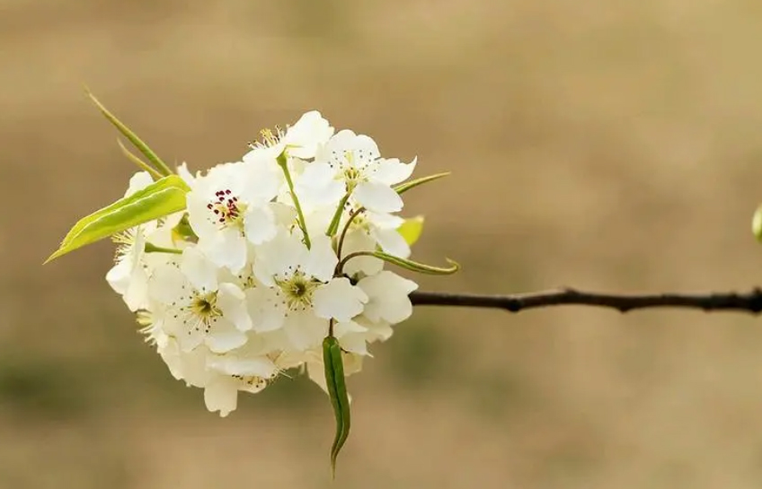 治愈！30秒延时看梨花绽放瞬间