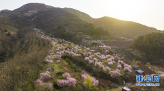 确山：桃花盛开春光好