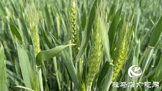 小麦提前抽穗怎么办？专家把“麦”支招