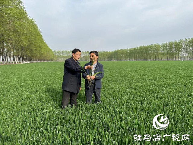小麦提前抽穗怎么办？专家把“麦”支招