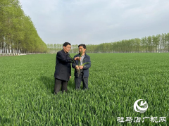 小麦提前抽穗怎么办？专家把“麦”支招