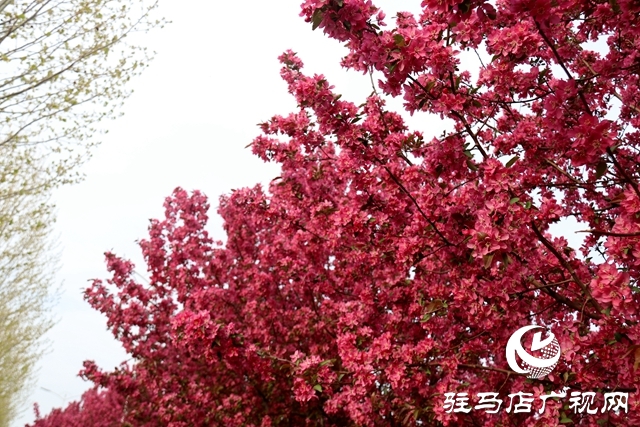 西平县百万株海棠花开迎客来
