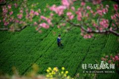 驻马店驿城区：天气回暖春耕忙