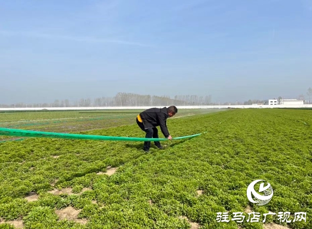 平舆县：发展半枝莲种植  助力中原药谷建设