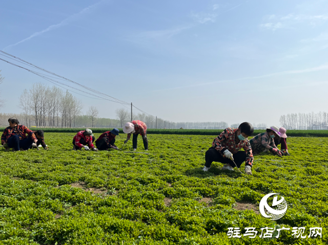 平舆县：发展半枝莲种植  助力中原药谷建设
