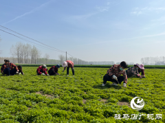 平舆县：发展半枝莲种植  助力中原药谷建设