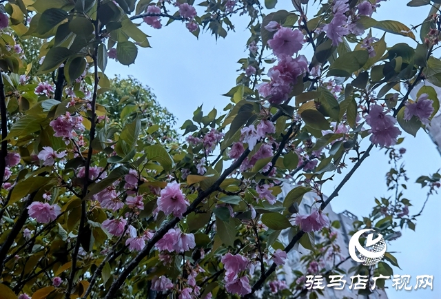 驻马店：落花满地 美如童话